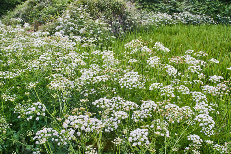 garden lawn