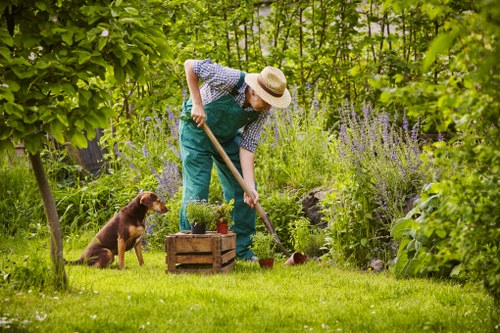 Tree care and maintenance service for mature trees in Cricklewood