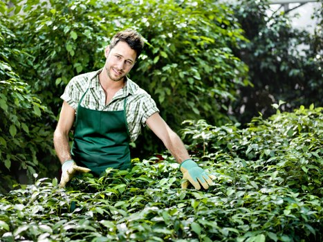 Local transfer station and sorted green waste collection for Cricklewood gardens