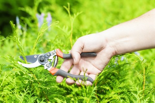 Dense hedge maintenance and shaping in a Cricklewood residential garden