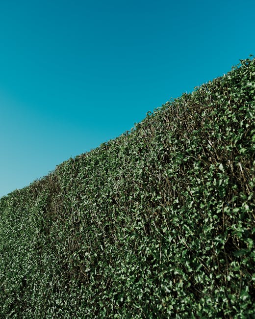A tall, dense hedge composed of neatly trimmed green foliage stretches across the foreground of the image, with small, glossy leaves creating a uniform surface. The hedge is maintained at a consistent