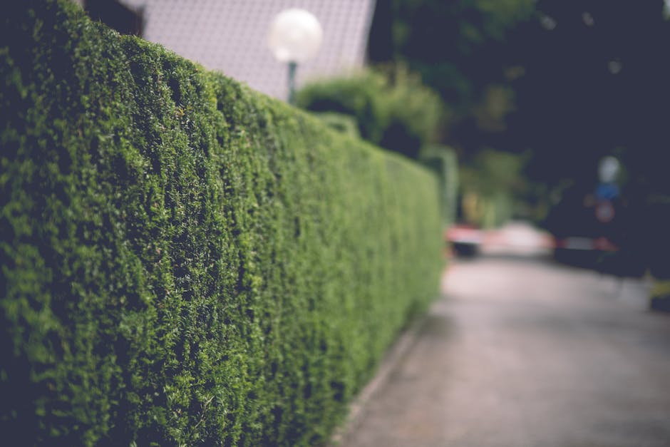 A tall, dense hedge composed of neatly trimmed green foliage stretches across the foreground of the image, with small, glossy leaves creating a uniform surface. The hedge is maintained at a consistent